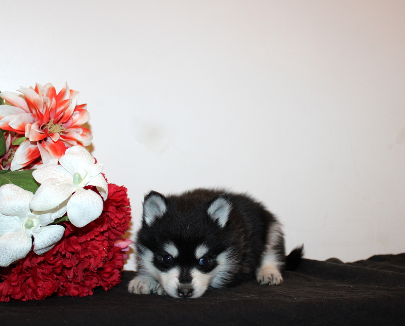 puppy, for, sale, Pomsky, Matthew B. Stoltzfus, dog, breeder, Gap, PA, dog-breeder, puppy-for-sale, forsale, nearby, find, puppyfind, locator, puppylocator, aca